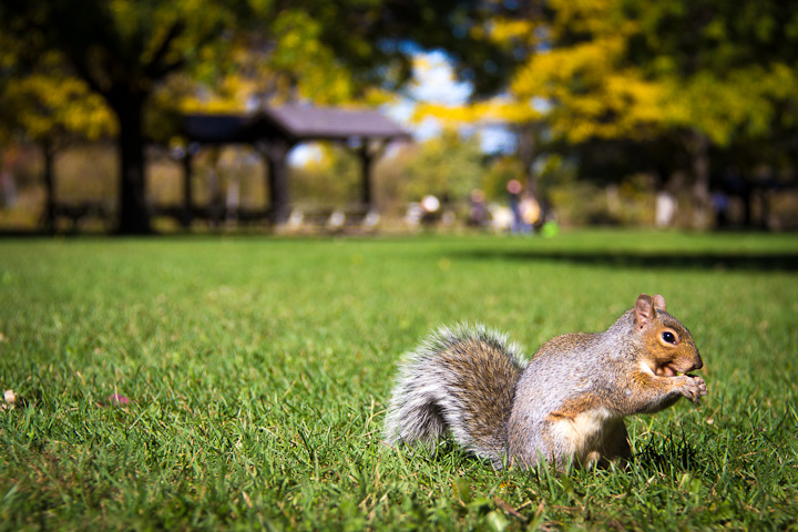 Autumn Picnic