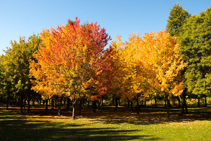 Autumn Picnic